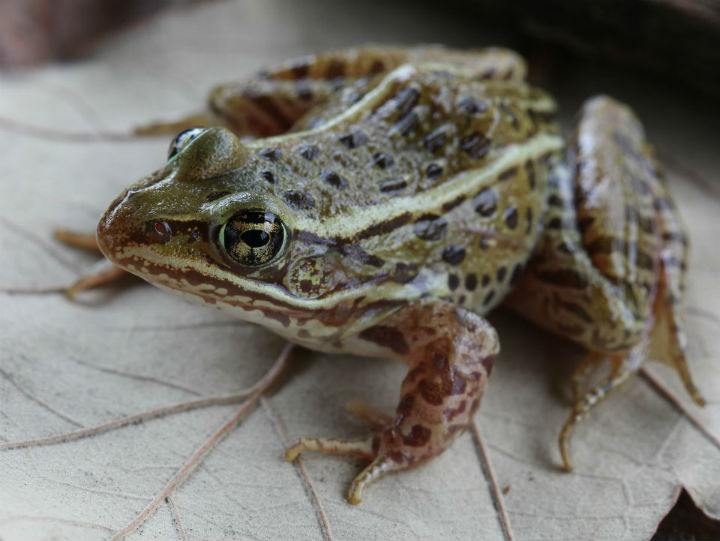 Leopard Frog
